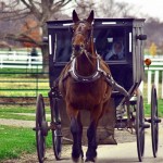 Amish Buggy Ride