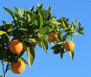 California Winter Oranges